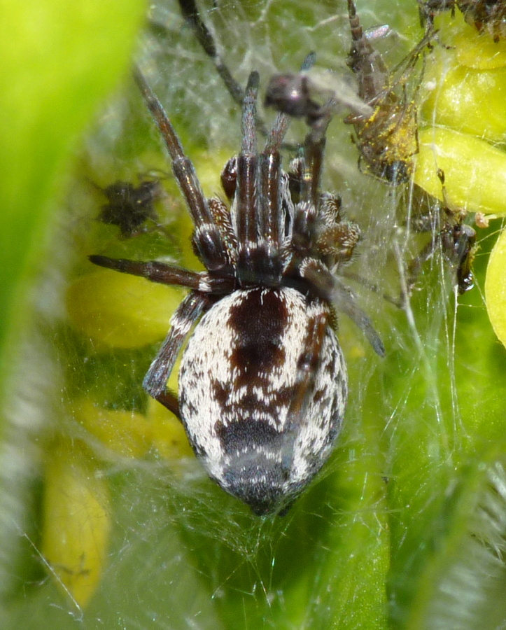 Dictyna sp.